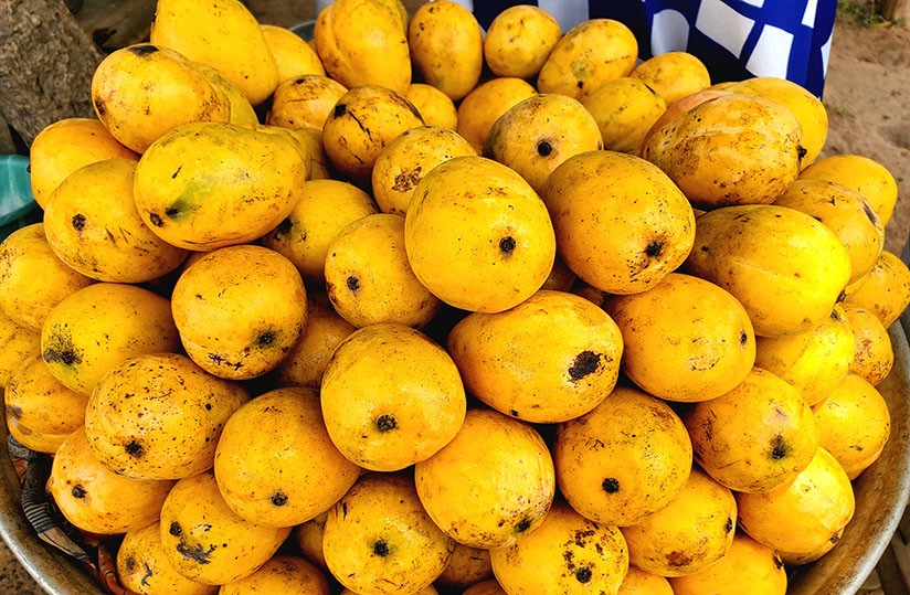 MANGUE